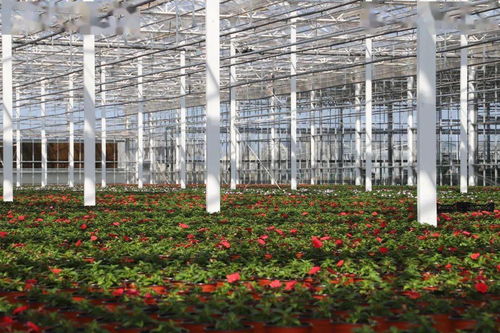 光明超級工廠 花博會背后的“?！睔馀c花卉銷售新篇章