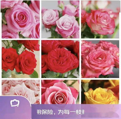 京東鮮花新花樣 615生活鮮花節(jié)創(chuàng)新高，引領(lǐng)動(dòng)態(tài)禮品花卉銷售新趨勢(shì)