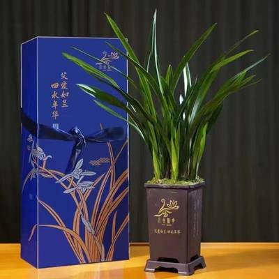 父愛(ài)如蘭 一束芬芳里的深情，花農(nóng)笑顏中的豐收